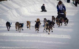 Martin's BuserDogs display an unusual configuration leaving the Willow ReStart, 2013 Iditarod. Photo by Albert Marquez/Planet Earth Adventures, LLC