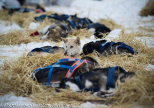 Dogs resting at the Mile 101 Checkpoint. Photo by Albert Marquez/Planet Earth Adventures, LLC