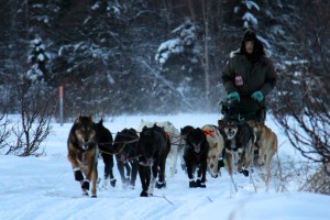 Ray Redington Jr., grandson of Joe Redington, leaves the NL300 start chute, photo by Julia Redington