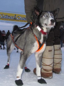 Dyan Bergan's lead dog at the finish in Fairbanks, 2013. [Eric Vercammen/Northern Light Media]