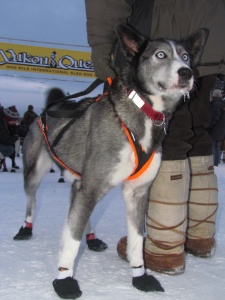 Dyan Bergan's lead dog at the finish in Fairbanks, 2013. [Eric Vercammen/Northern Light Media]