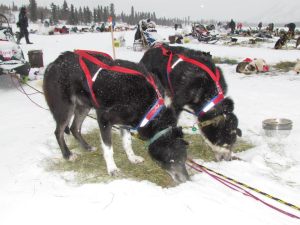 Two dogs at Rainy Pass, 2012 Iditarod [photo by Eric Vercammen/Northern Light Media]