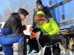 Karin Hendrickson assists a vet checking her dogs. (photo by Eric Vercammen/Northern Light Media)