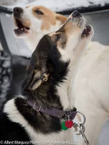 The dogs are ready to race! [Photo by Albert Marquez/Planet Earth Adventures]