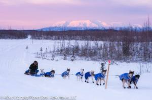 Mt. Susitna glows pink in the sunrise as Tom Jamgochian approaches the finish line. [Photo by Albert Marquez/Planet Earth Adventures]