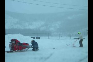 Musher Jan Steves readies her team. [Photo by Helen Hegener/Northern Light Media]