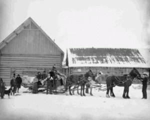 Teams at Tonsina Roadhouse on the Valdez-to-Fairbanks Trail